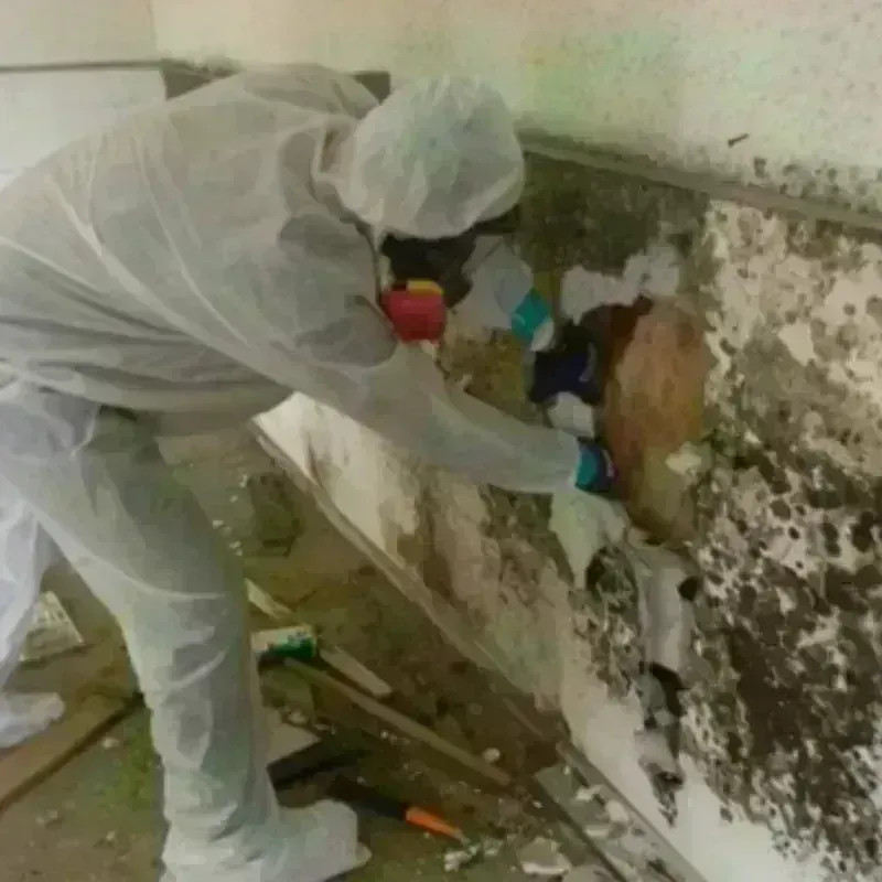 Mold Remediation and Removal in Saint Augustine Beach, FL